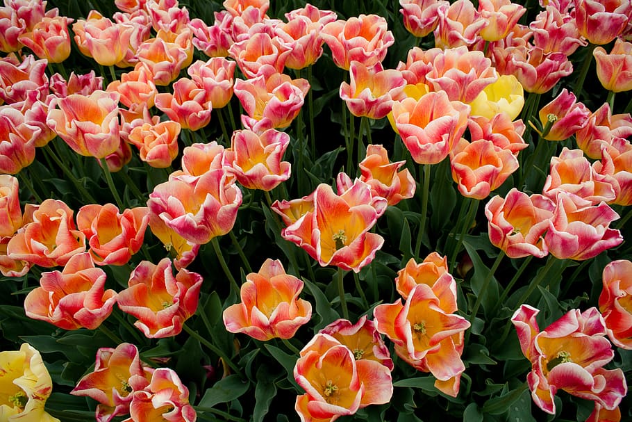 flowering plant, beauty in nature, fragility, petal, freshness HD wallpaper
