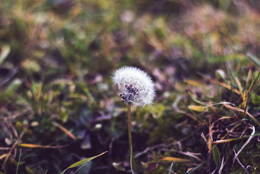 grass, dandelion, white, plant, fragility, flower, vulnerability HD wallpaper