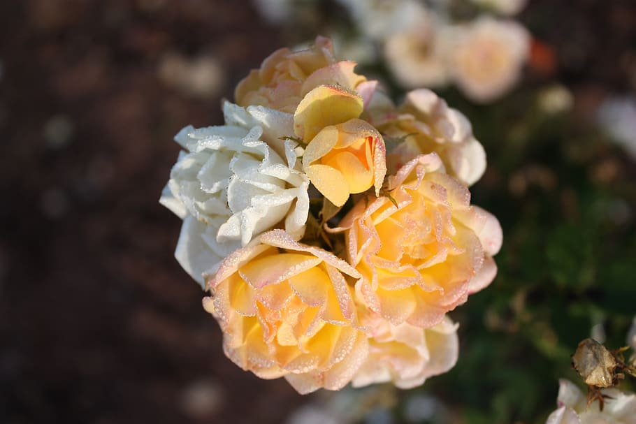 nature, flower, plant, leaf, beautiful, petal, color, beauty in nature HD wallpaper