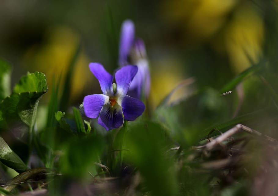 micsunea, flower, blue, spring, small, coloring, violet, plant