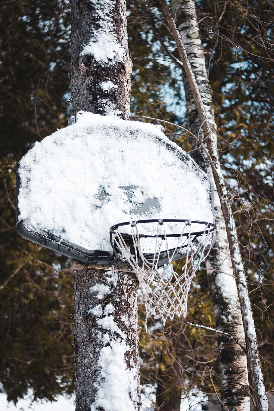 white basketball board, hoop, snow, winter, plant, tree, outdoors