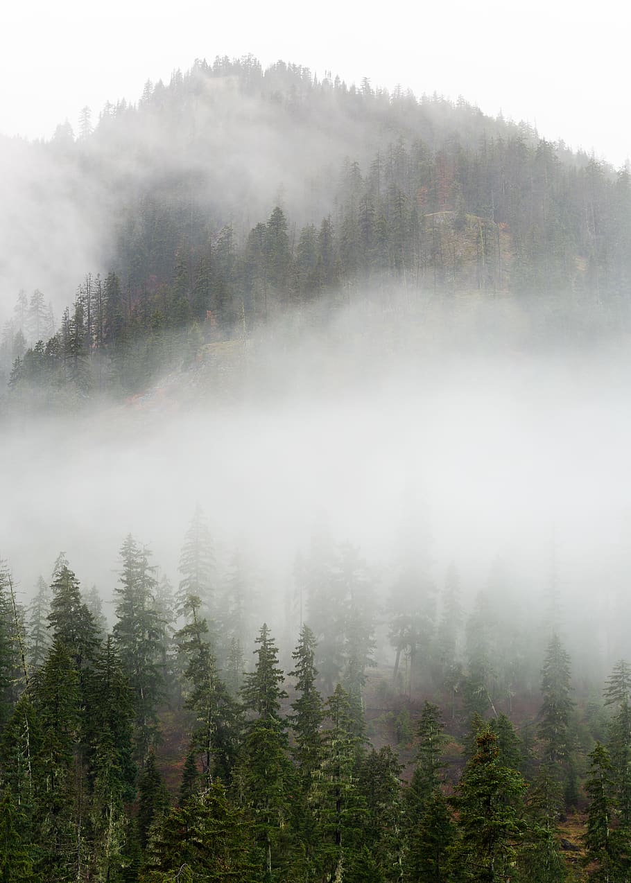 cloud covered mountains, tree, fog, beauty in nature, tranquil scene HD wallpaper