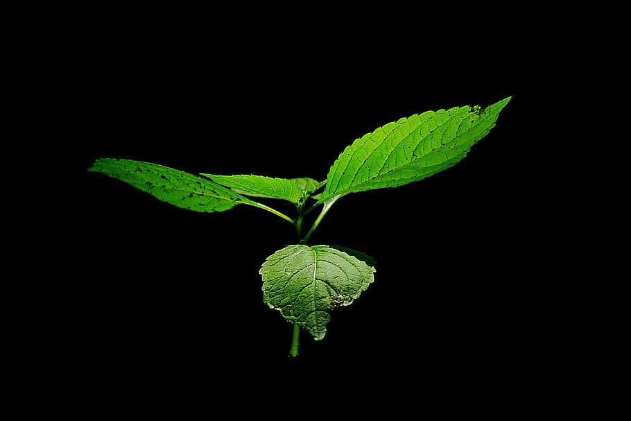 flower, green, nature, leaf, plants, plant part, green color HD wallpaper