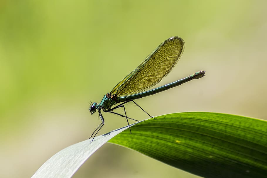 dragonfly, nature, insect, macro, close up, animal world, invertebrate HD wallpaper