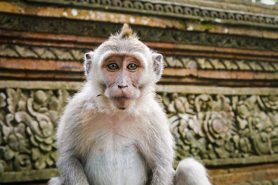 ubud, indonesia, monkeyforest, bali, architecture, animal themes HD wallpaper