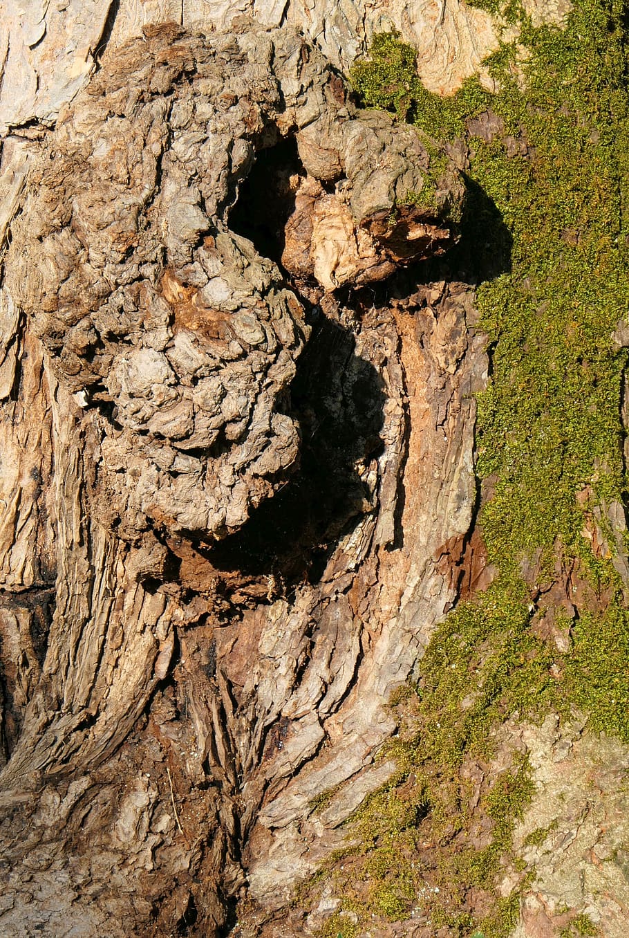 tree bark, moss, log, nature, close up, wood, background, plant HD wallpaper