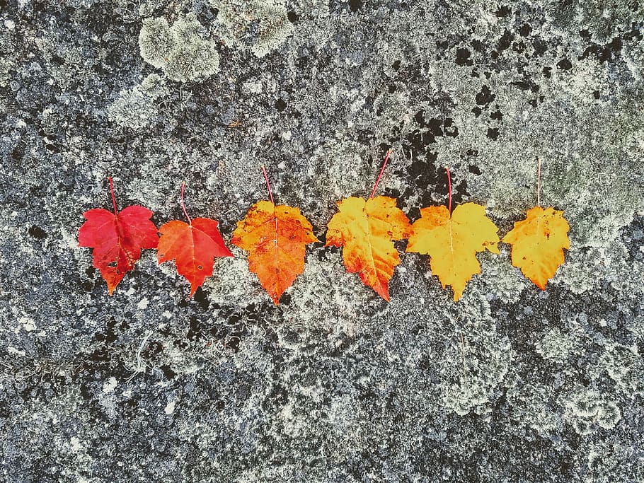 leaves, forest, rock, trees, fall, color, plant part, nature HD wallpaper