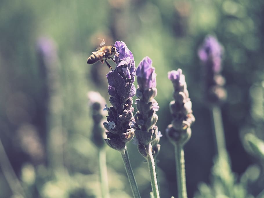 Yellow and Black Honey Bee on Purple Lavender Flower, animal HD wallpaper