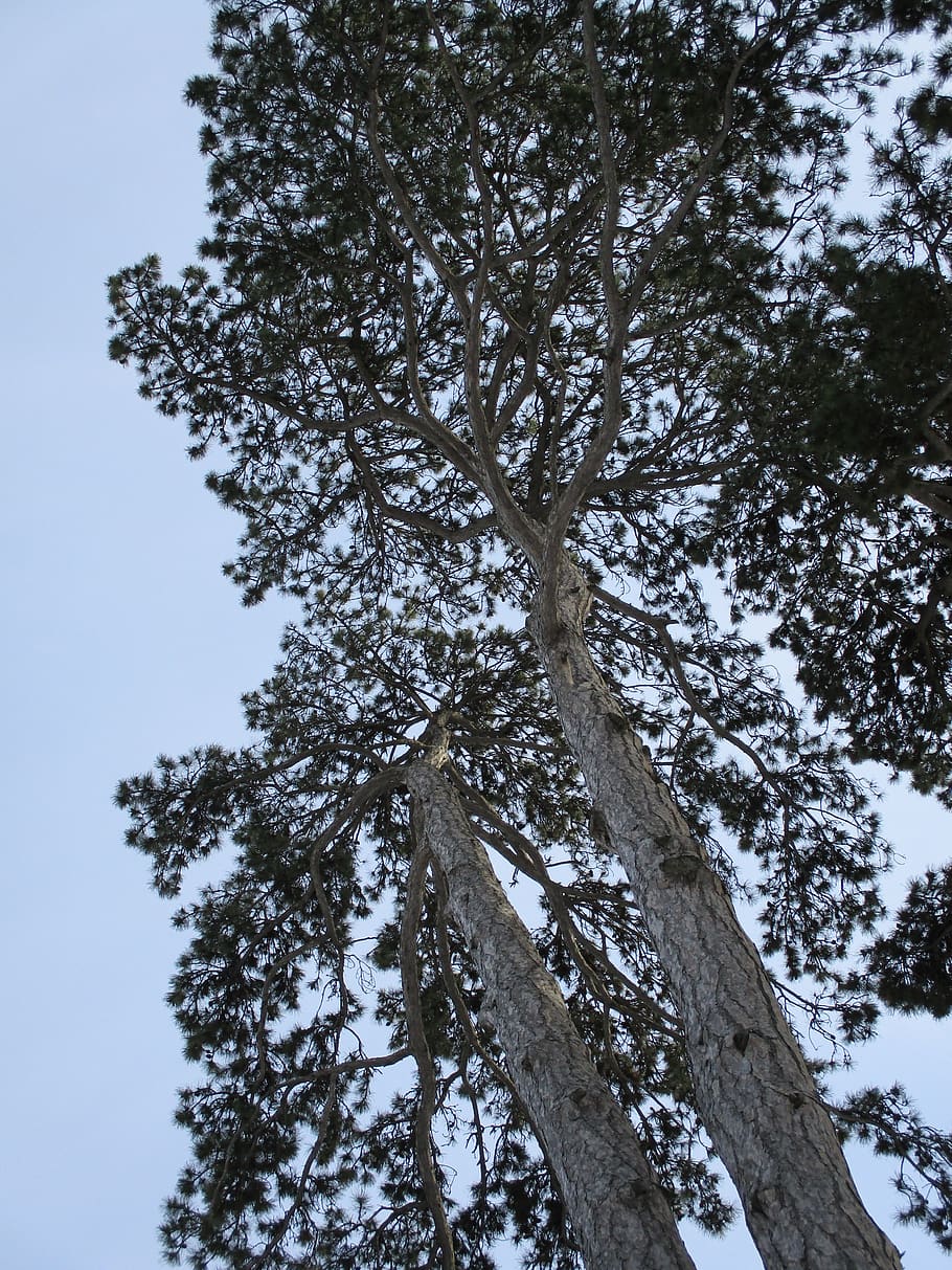 pine, black pine, tree, conifer, pinus, park tree, plant, low angle view HD wallpaper