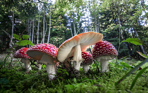 fly-agaric-forest-nature-toxic-thumbnail