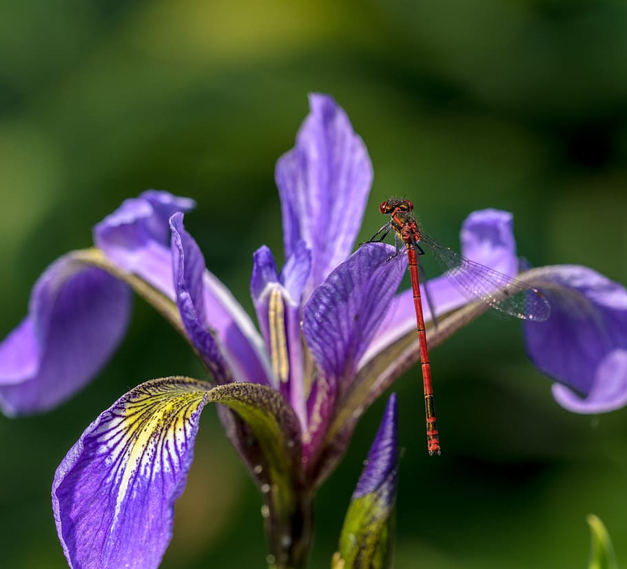 closeup, macro, nature, spring, summer, fragile, red, purple HD wallpaper