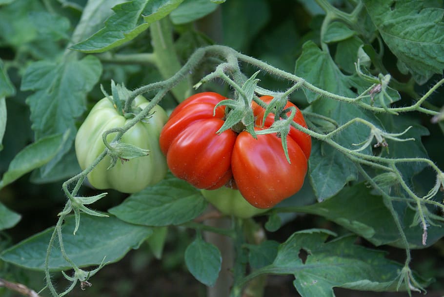 tomatoes, riesen, appetizing, vegetables, red, mature, food and drink HD wallpaper