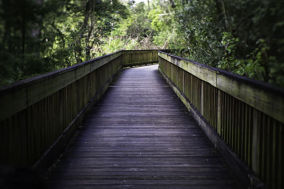boardwalk, forest, nature, trees, walkway, bridge, connection HD wallpaper