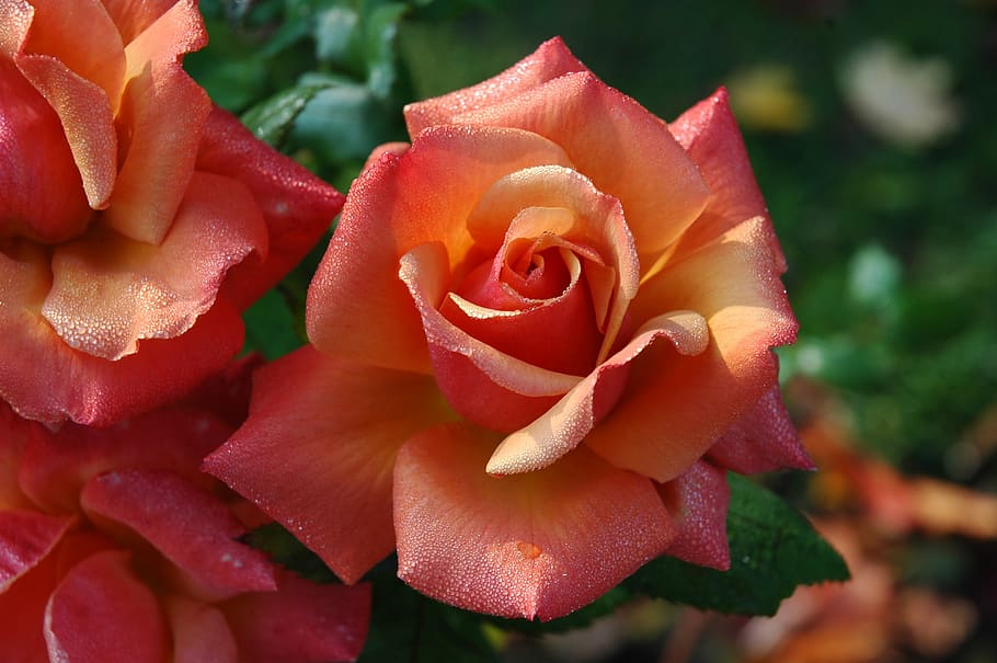 Close Up Photography of Red Petaled Flowers during Daytime, bloom HD wallpaper