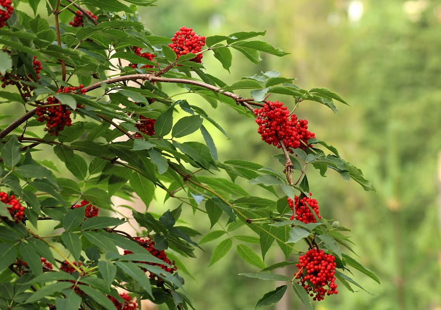 sorbus aucuparia, vegetation, bush, tree, red fruits, the environment, HD wallpaper