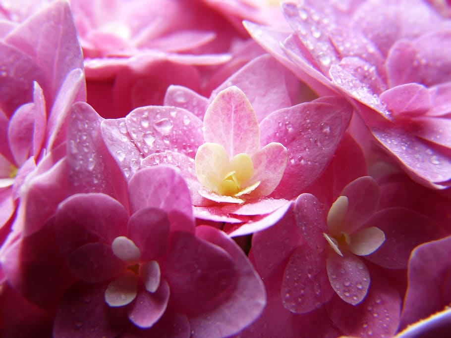 hydrangea, pink, blossom, bloom, close up, drop of water, bright HD wallpaper