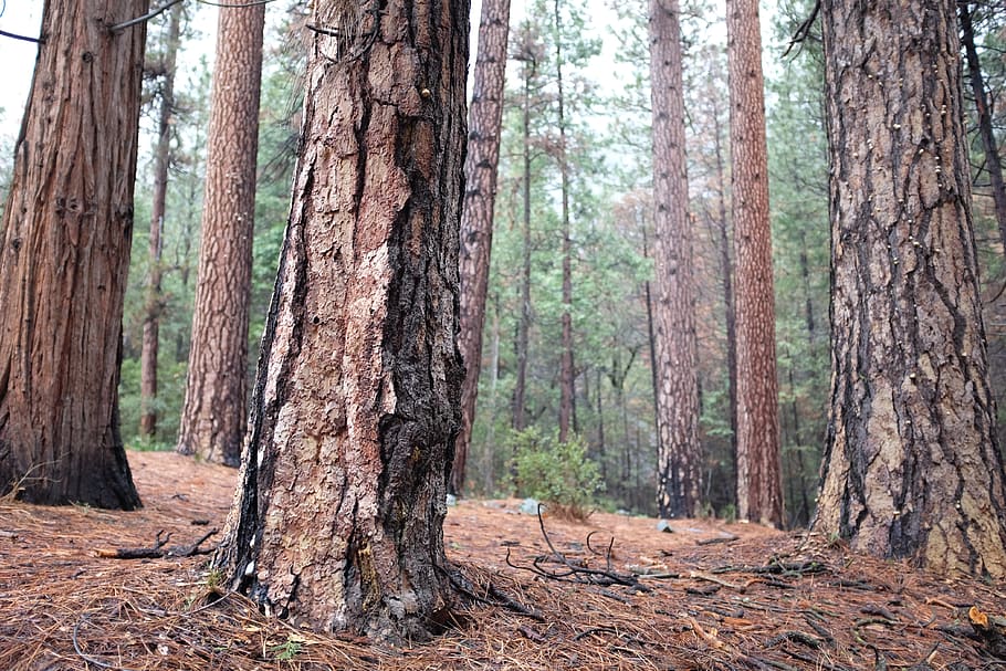 yosemite valley, united states, woods, california, norcal, forest, HD wallpaper