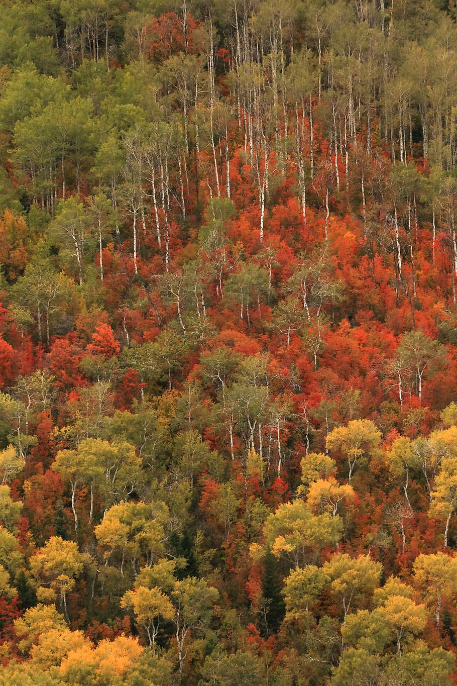 autumn, forest, red, yellow, leaves, fall, leaf, leaf color HD wallpaper
