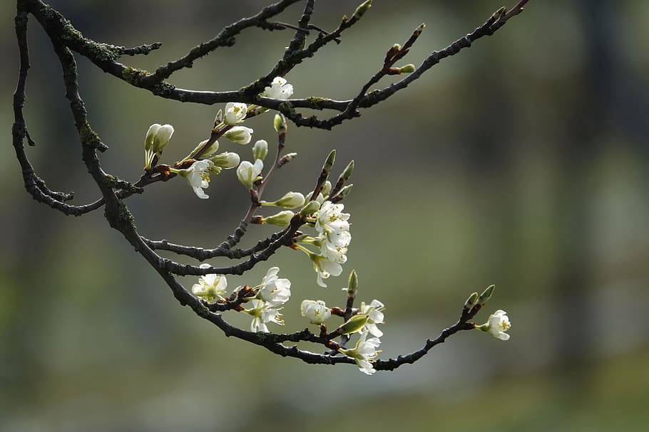 flowering twig, spring, bloom, bud, flowers, nature, branch HD wallpaper