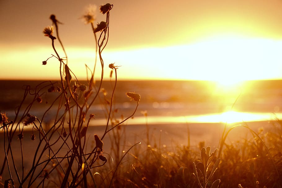 uruguay, punta del este, sunset, beach, lights, sea, sand, plants HD wallpaper