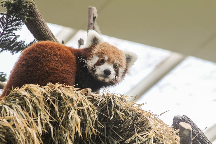 red panda on haystack, animal, animal themes, mammal, vertebrate HD wallpaper