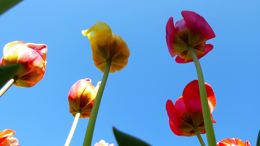 fleurs, fiori, flower, flowering plant, sky, freshness, nature HD wallpaper