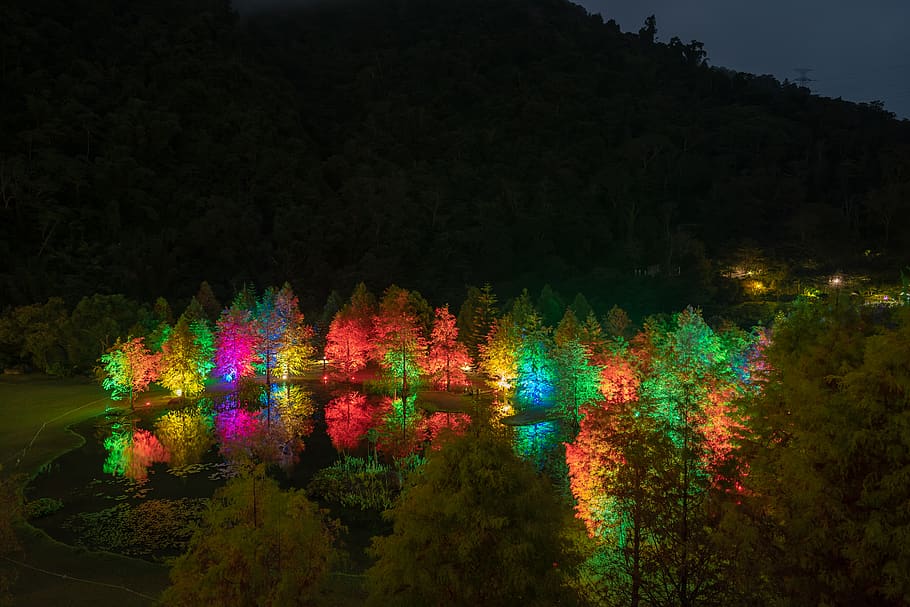 green trees, plant, ornament, miaoli, cloudland resort in miaoli county HD wallpaper