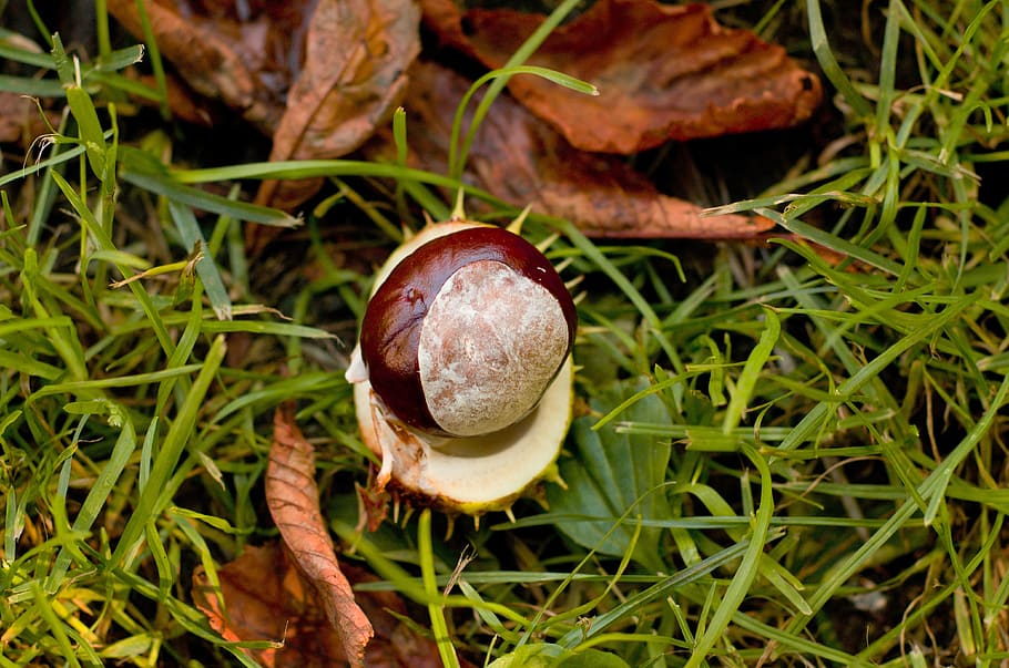 chestnut, grass, conker, autumn, nature, brown, country, season HD wallpaper