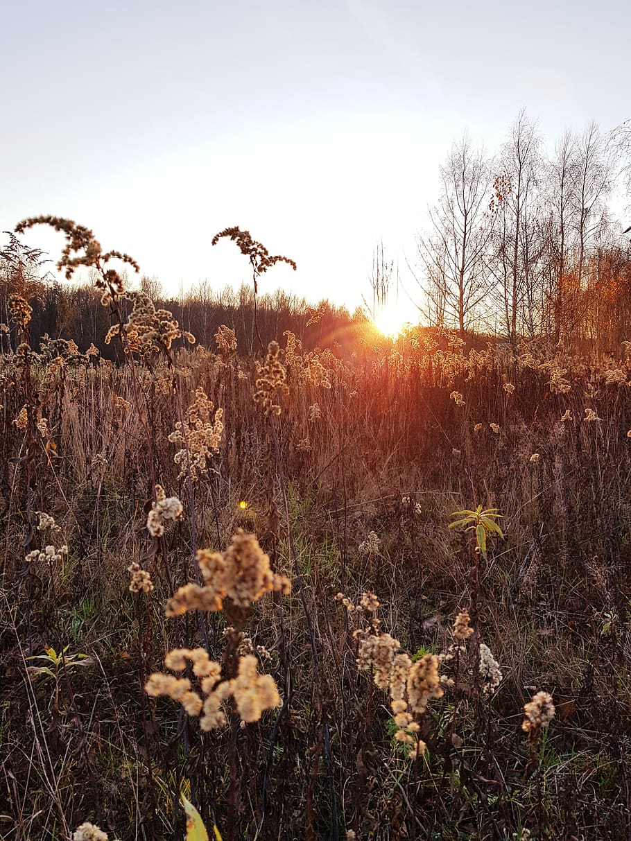 polyana, field, sunset, meadow, grass, flower, nature, the sun HD wallpaper