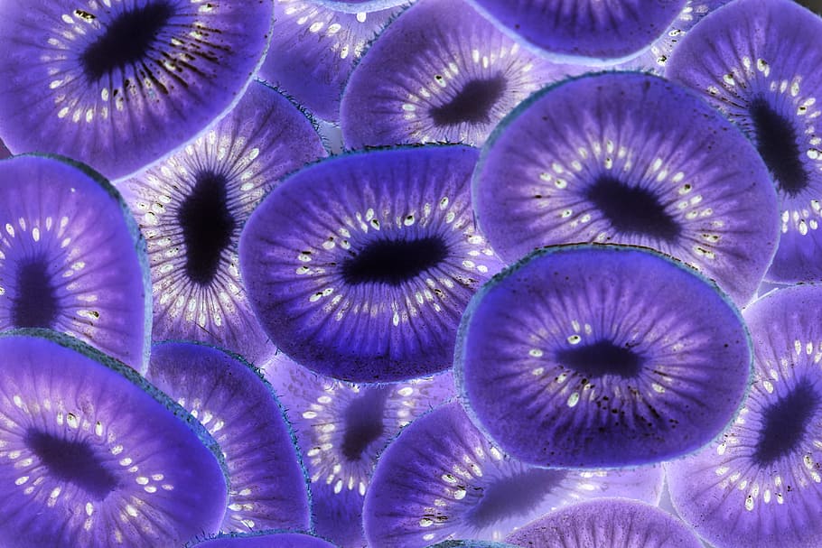Purple Flowers, abstract, art, bright, close-up, colors, design HD wallpaper