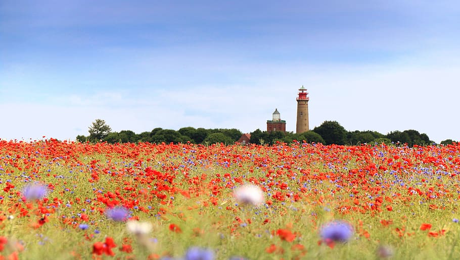 poppy, field of poppies, klatschmohn, lighthouse, rügen, island, HD wallpaper