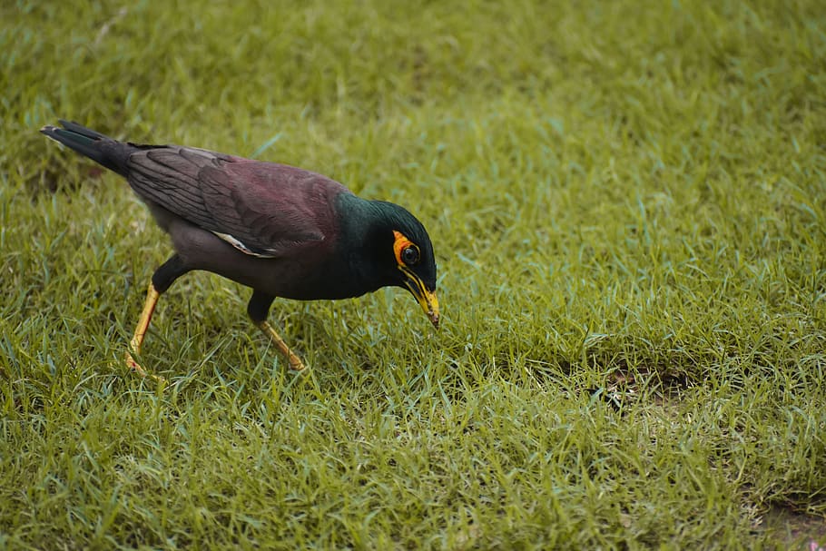 animal themes, one animal, bird, vertebrate, animal wildlife HD wallpaper
