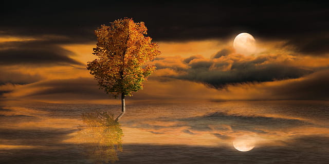 nature, landscape, moon, tree, fantasy, mirroring, water, autumn tree HD wallpaper