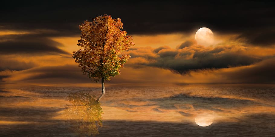 nature, landscape, moon, tree, fantasy, mirroring, water, autumn tree HD wallpaper