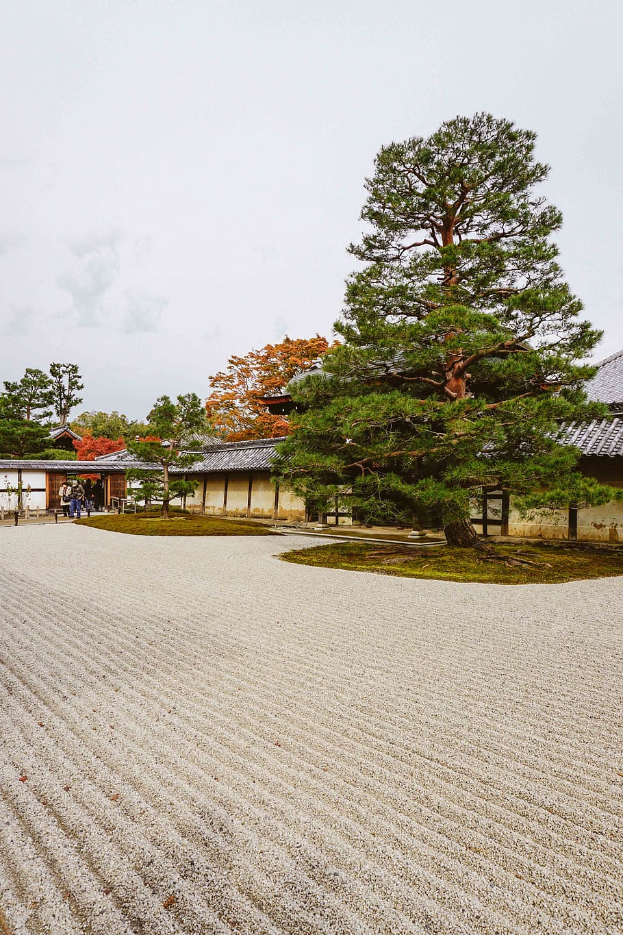 green-leafed tree, plant, japan, kyoto, walkway, path, fir, abies HD wallpaper