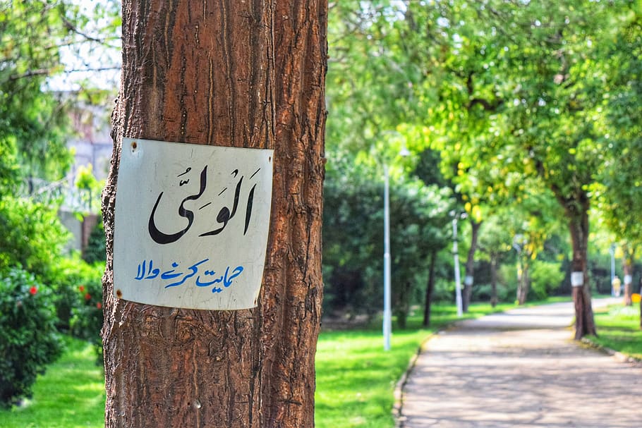 white printer paper on tree, park, city park, sign, advertising HD wallpaper