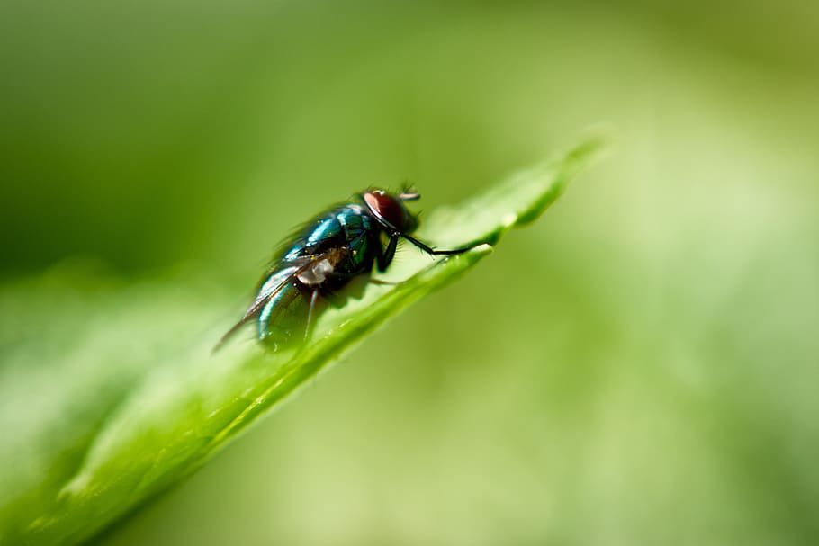 fly, macro, nature, bug, green, insect, wildlife, animal, summer HD wallpaper