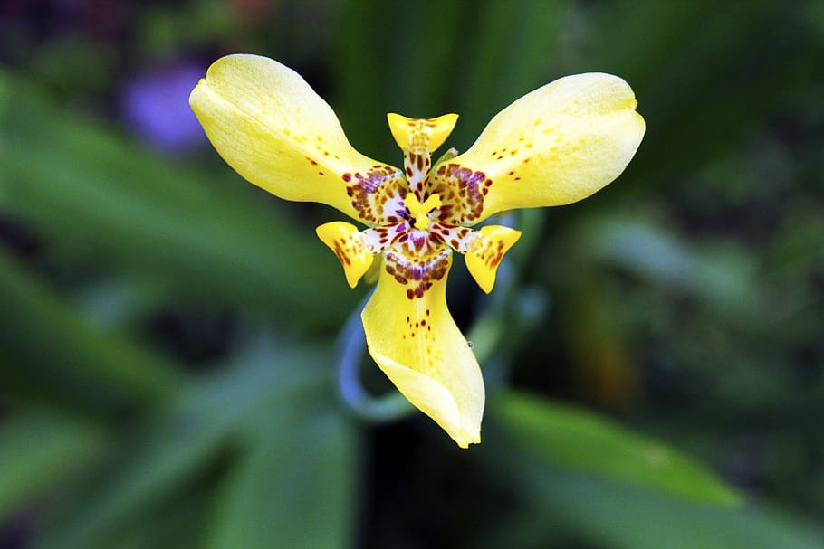 orchid, yellow, bali, flower, flowering plant, vulnerability HD wallpaper