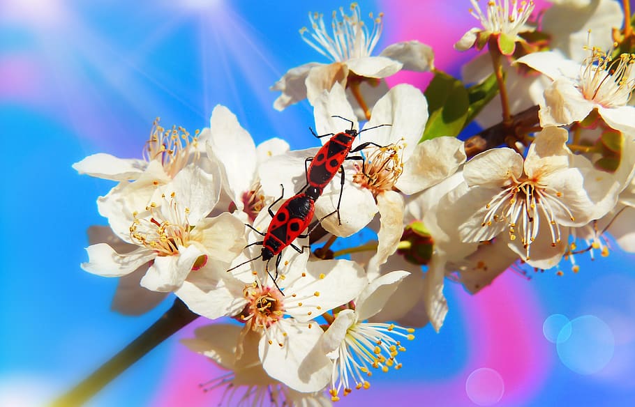 bugs, copulation, insects, flower, mirabelka, animals, nature HD wallpaper