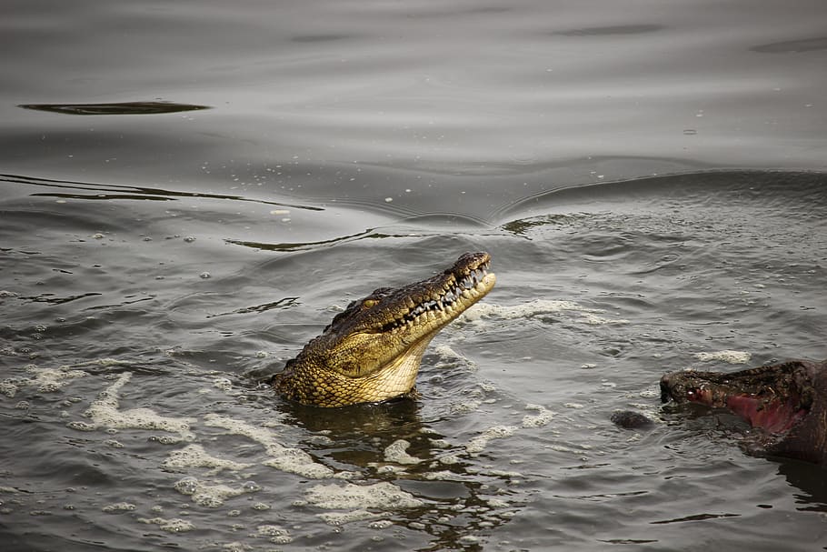 crocodile, animal, animal wildlife, animals in the wild, animal themes HD wallpaper