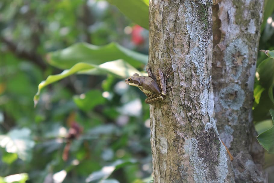 frog, tree, green, nature, amphibians, leaf, wildlife, animals HD wallpaper