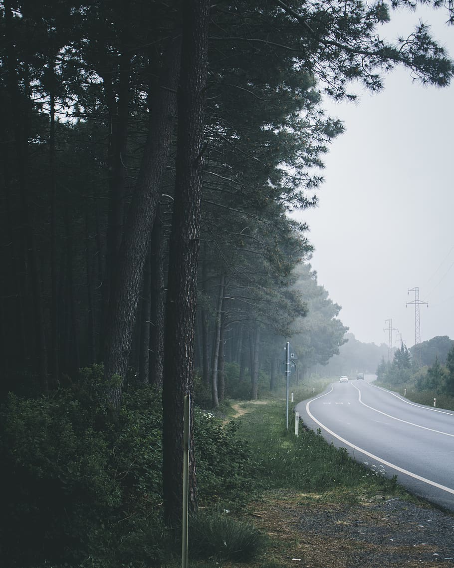 Concrete Road Near Forest, asphalt, dawn, daylight, environment HD wallpaper