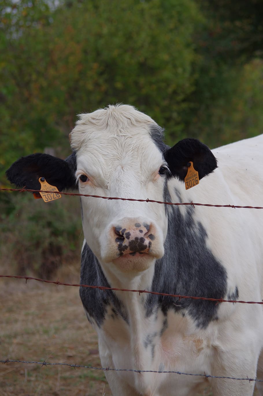 cow, animals, field, pets, domestic, animal themes, domestic animals HD wallpaper