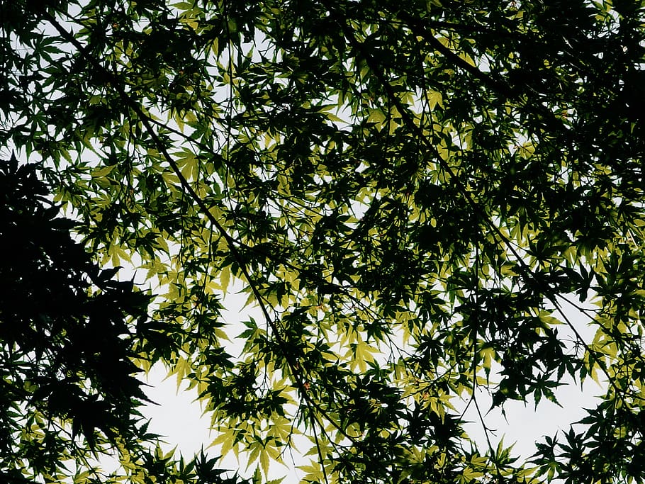 green tree under white sky, plant, leaf, vegetation, tree trunk HD wallpaper