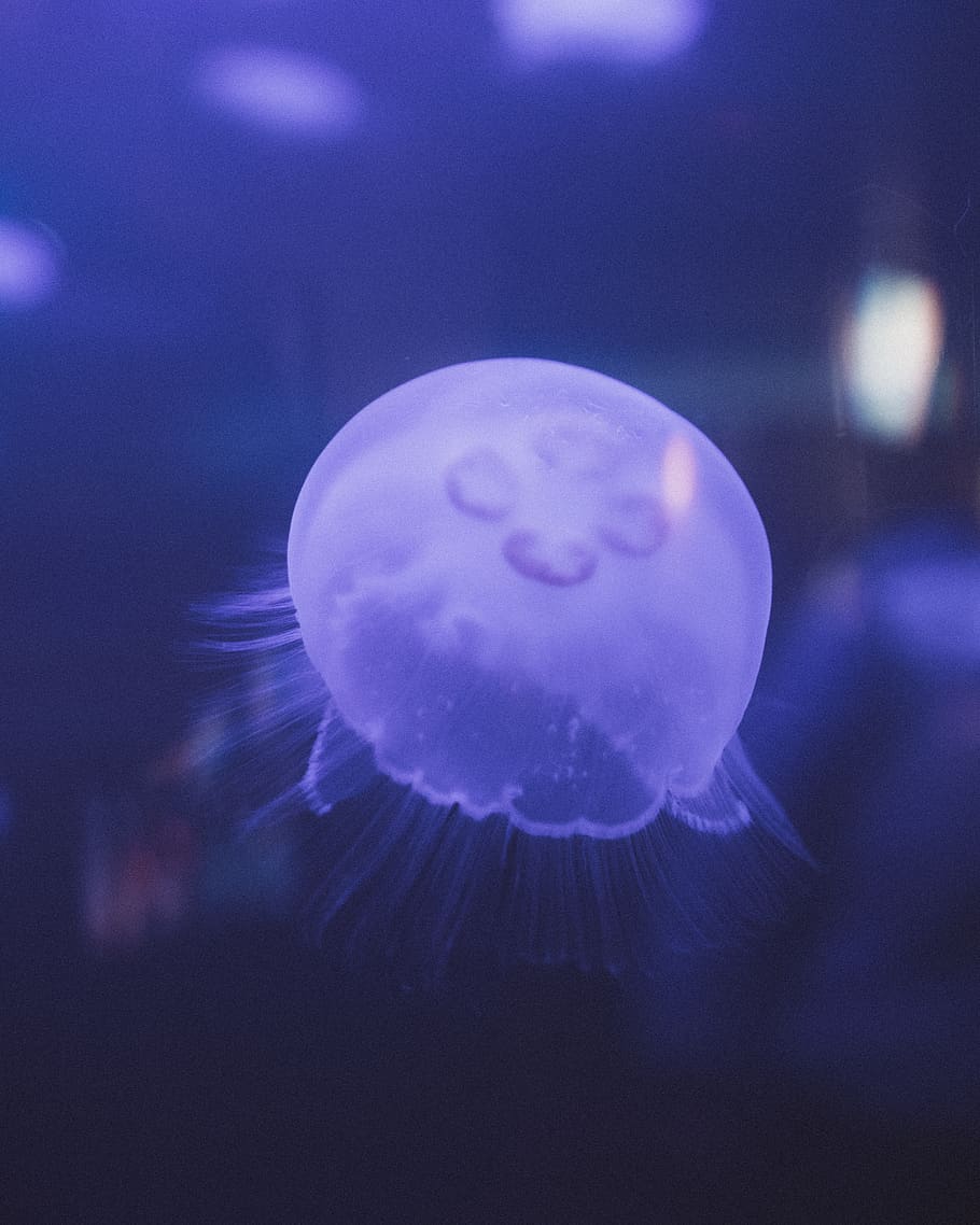 jellyfish, animal, sea life, invertebrate, purple, light, wallpaper HD wallpaper