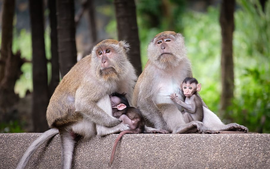 Photo of Monkeys, adult, animal, baby, creature, family, fur, HD wallpaper