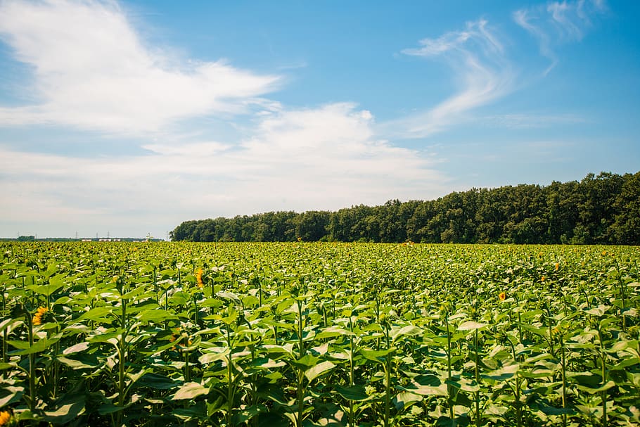 nature, sky, green, clouds, landscape, atmosphere, farm, summer HD wallpaper