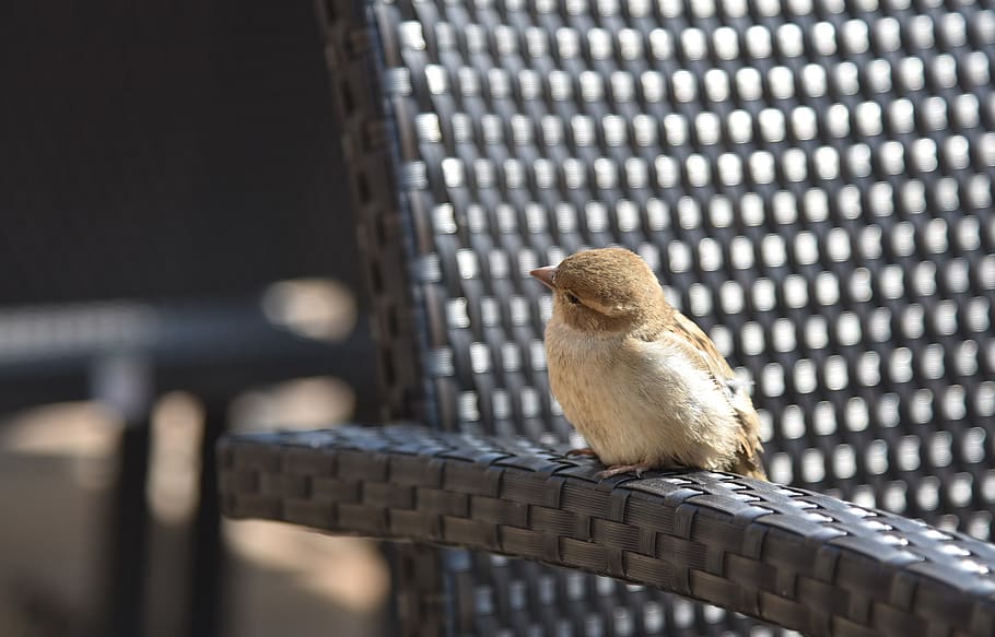sparrow, courageous, small, possierlich, curious, animal themes HD wallpaper