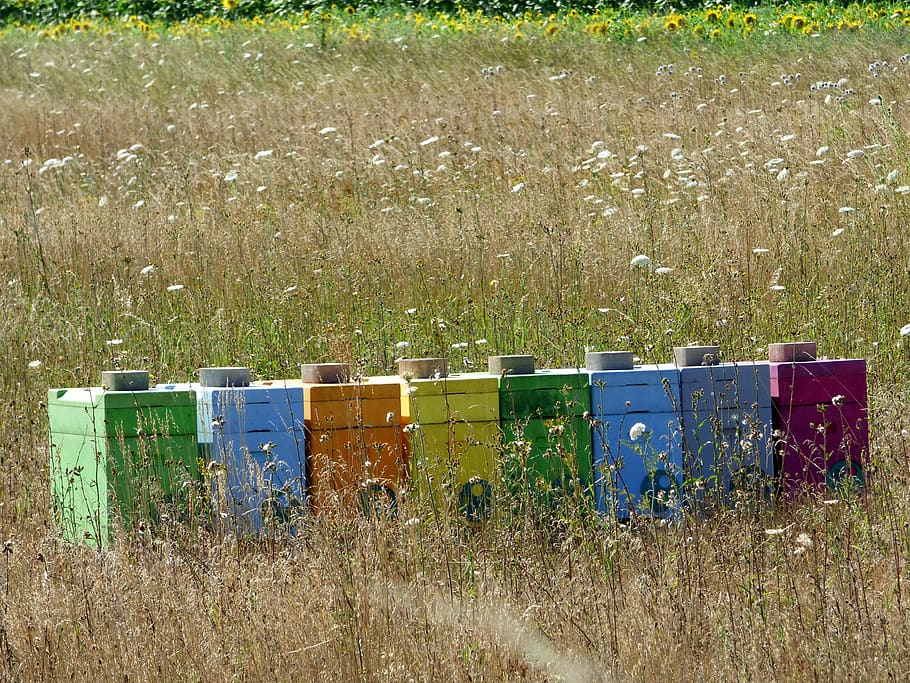 hives, bees, honey, nature, beekeeping, pollen, wild, swarm