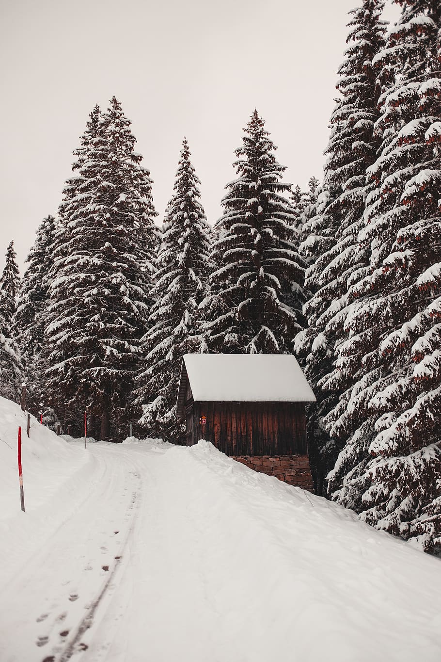 brown house surrounded by pine trees covered with snow, plant